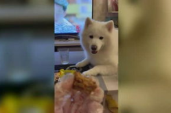 雏私密笔记,青春成长的秘密花园